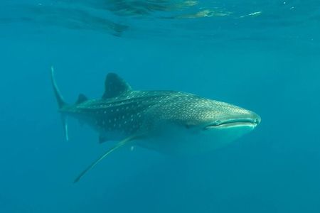 Swim with the whale shark in La Paz, Mexico