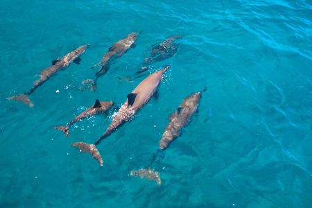 Dolphin Watching Cruise with Underwater Observatory Viewing