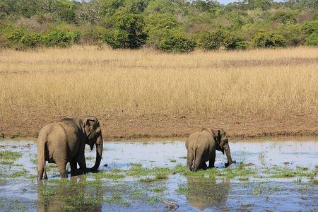 Yala National Park Full Day Safari Tours Eagle Safari