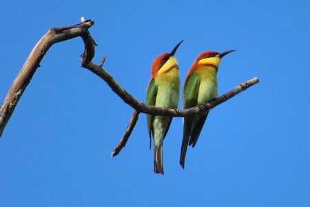Bird watching in Colombo