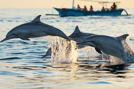 Dolphin House Discovery: Full-Day Snorkeling Cruise with Lunch