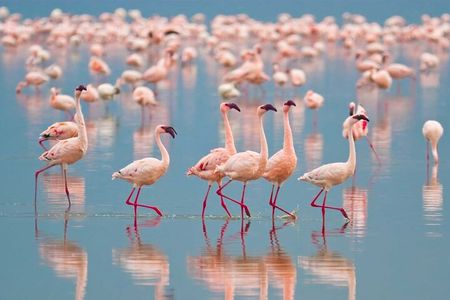 Half Day Tour To Lake Nakuru National Park Private From Nakuru