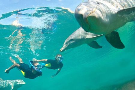 Dolphin Swim: Full-Day Snorkeling Cruise & Buffet Lunch