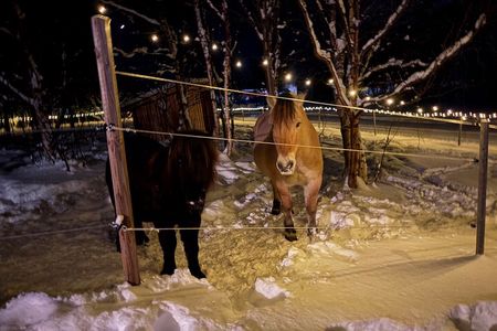 Northern Lights Hunt and visit Arctic Animals 