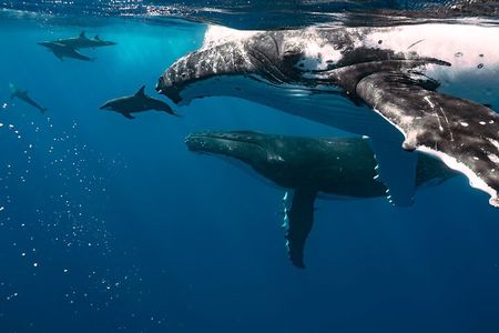 Whale watching 6 people half day