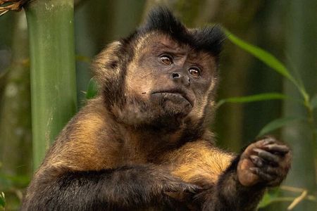 Avistamento de Fauna no Parque Nacional da Tijuca