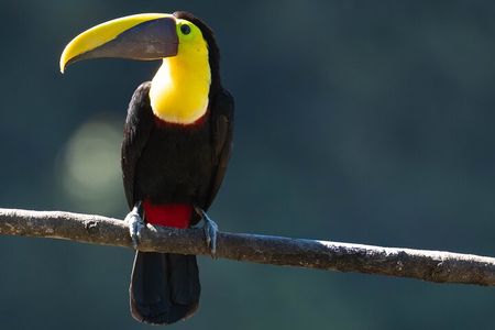 2-Day Mindo Birding: Zuroloma, Alambi & Cock of the Rock