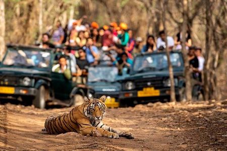 Private 4-Day Tiger Safari & Golden Triangle Tour from Delhi
