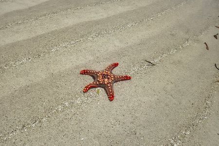 Explore lagoon tour star fish jozani forest, kuza cave,,paje 