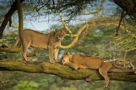 4 Days Masai Mara and lake Nakuru budget safari.
