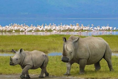 4 Days Masai Mara and lake Nakuru budget safari.
