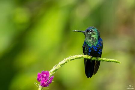 Guided Birdwatching Tour in Braulio Carrillo from San Jose