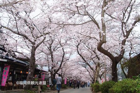 YokaBus Fukuoka Cherry Blossom Famous Spots and Night Sakura Tour