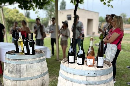 Many Tastings in 3 Wineries and 1 Olive Tree