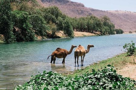 East of Salalah, Mountain Safari, Camels, Waterfall, White beach