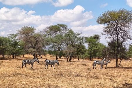 3 Days 2 night Safari in Mikumi by Boat with Train From Zanzibar
