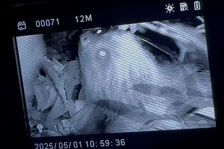 EXCLUSIVE Night Tour with Night Vision- small groups 8 people max