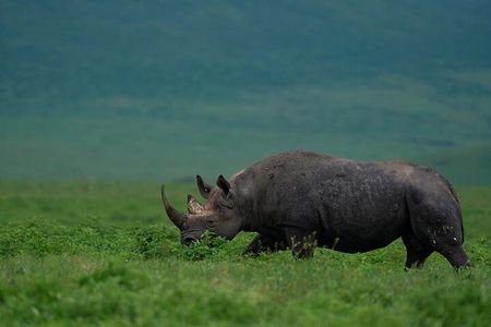 Ngorongoro Crater Day Tour Big Five Safari Adventure