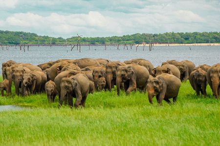 Minneriya Luxury Safari Morning Birds or Afternoon Herds