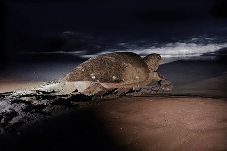 Night Turtle Nesting Tour from Tamarindo