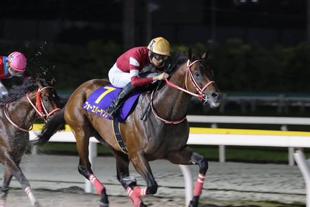 Horse Racing Tour with Local Fans in Tokyo, Oi Racecourse