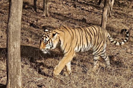 6-Days Golden Triangle Tour With Ranthambore & Jhalana Safari