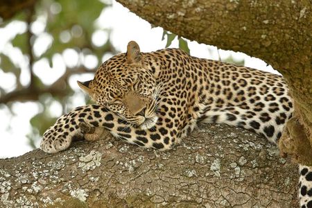 Nairobi: 3 Day Maasai Mara Group Safari With Overnight Camp