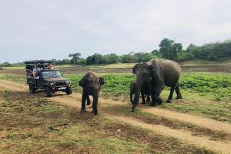 Yala National Park Safari + Galle Fort UNESCO Day Tour 