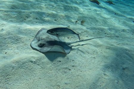 Snorkeling adventure in El Cielo, El Cielito, Palancar and Colombia.