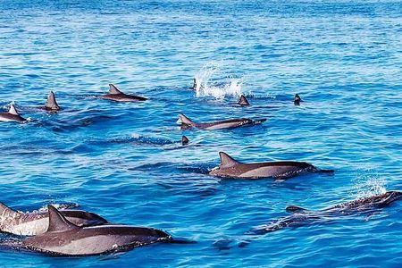 Dolphin, Crytal rock & Ile Aux Benetiers - Fullday Tours