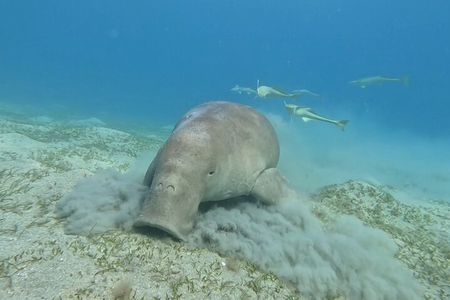 Snorkel Boat Trip with Dugong and Turtles from Marsa Alam