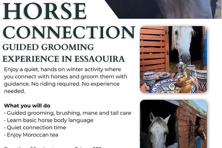 NEW: Guided Horse Connection and Grooming Experience Essaouira