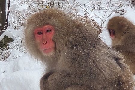 Snow Monkey Park & Zenkoji Private Tour (Customizable)