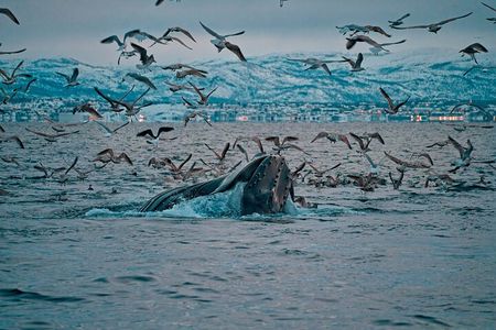 3.5-Hour Arctic Magic with Fjord and Whale Watching Adventure 