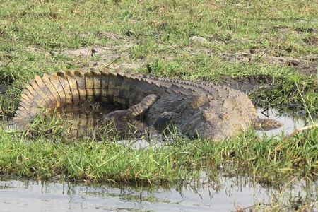 7 Day Safari Victoria Falls, Hwange and Chobe Adventure