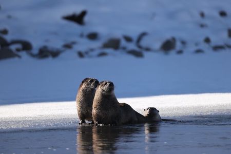 PRIVATE Yellowstone Winter SAFARI and Wolf Watching