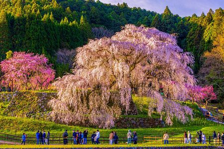 Nara Cherry Blossom Highlights Spring Special Day Tour from Osaka