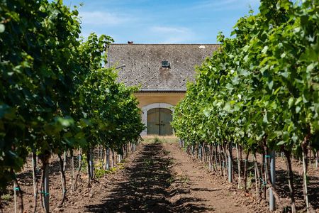 ETYEK wine trip - Just a stone’s throw away from Budapest