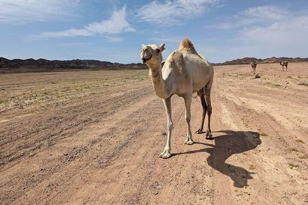 Guided Full-Day Hike in Wadi Gemal National Park & Ancient Ruins