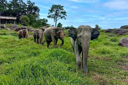 Phuket City Tour & Elephant Sanctuary – Town, Temple, Food & View