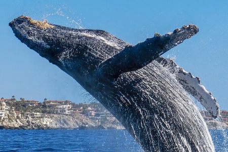 Whale Watching in Cabo: 2-Hour Small Group Tour to The Arch