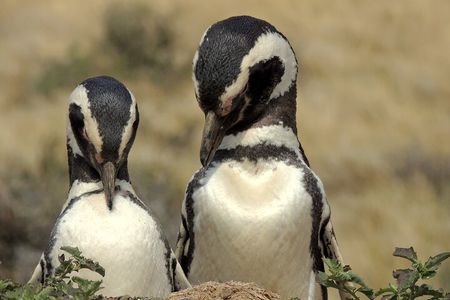 Penguins in Punta Tombo from Puerto Madryn. For Cruisers