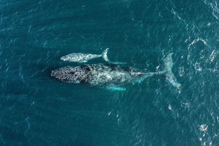 Sail in Style: Exclusive Whale watching Tour in Los Cabos