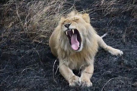 One night safari to Tsavo east from Diani, Watamu and Mombasa