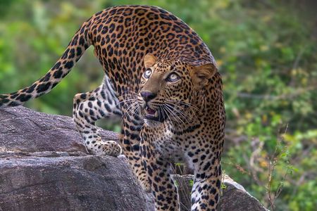 Yala Block 5 & 6 ( Lunugamwehera & Weheragala ) Safari Tours