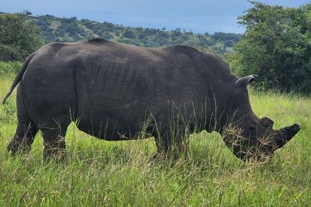 2 Day Akagera Camping Safari