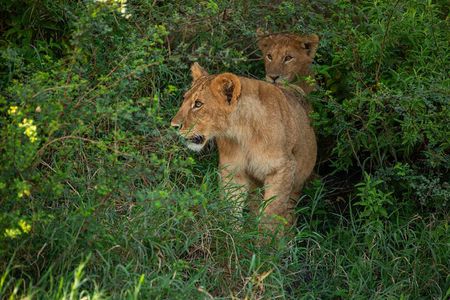 Private Safari to Serengeti Ngorongoro and Tarangire