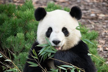 Private Beijing Tour Temple of Heaven Pandas and Summer Palace