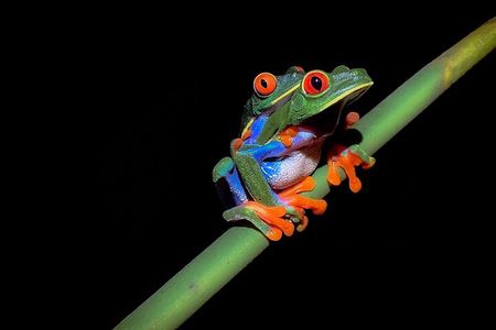 Guided Night Hike Arenal Mundo Aventura