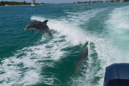 2 Hour Dolphin and Sightseeing Tour